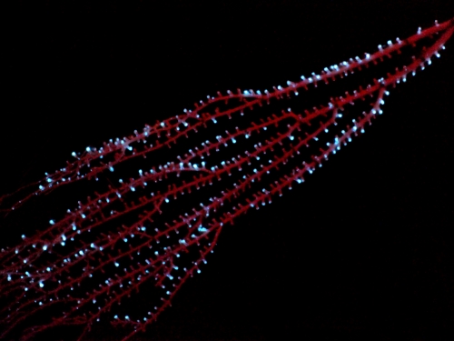 Diagonal bright red lines with blue dots attached against completely black background.